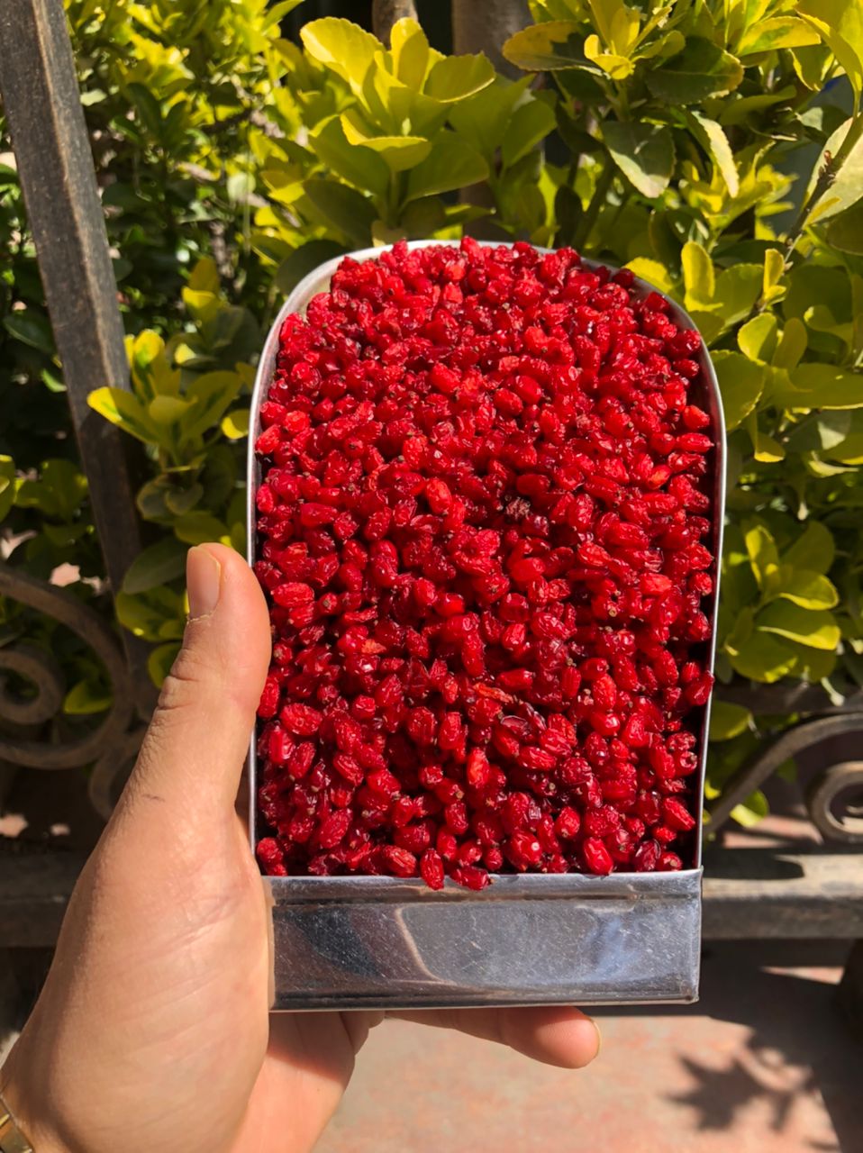 زرشک پفکی ممتاز نگین سرخ صادراتی 100 گرمی - Image 3